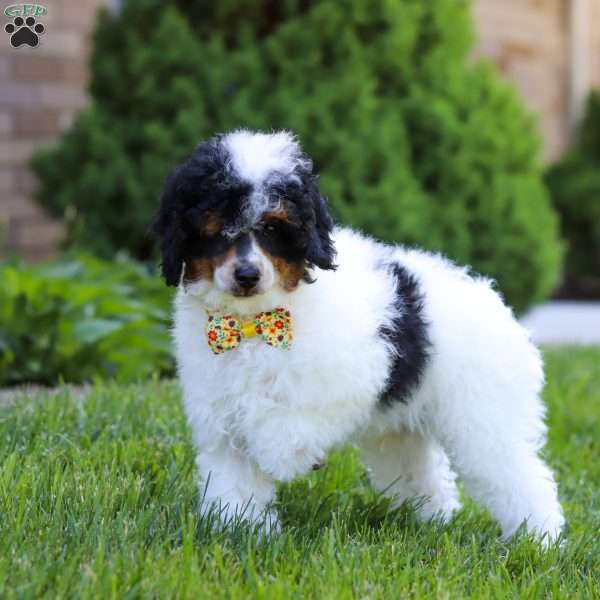 Crue, Miniature Poodle Puppy